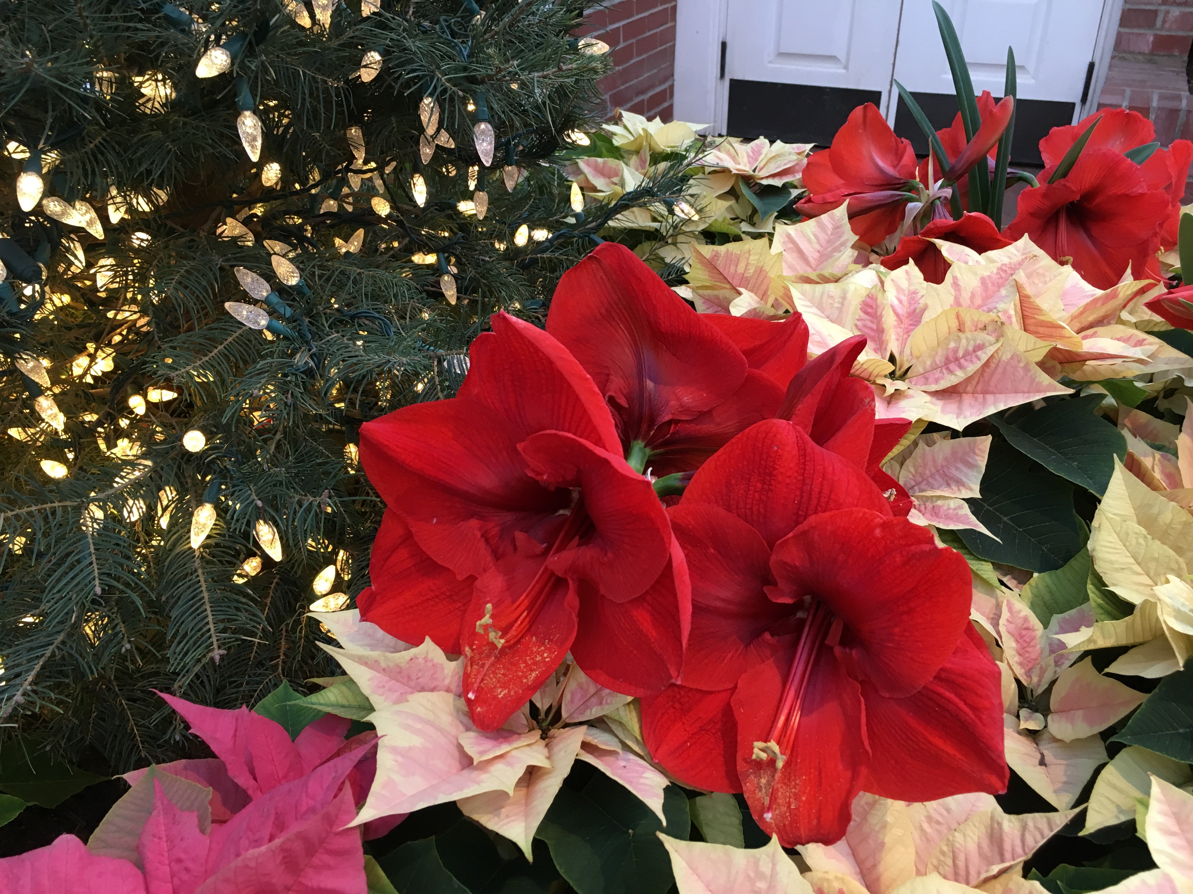 Phipps Conservatory - Poinsettieas
