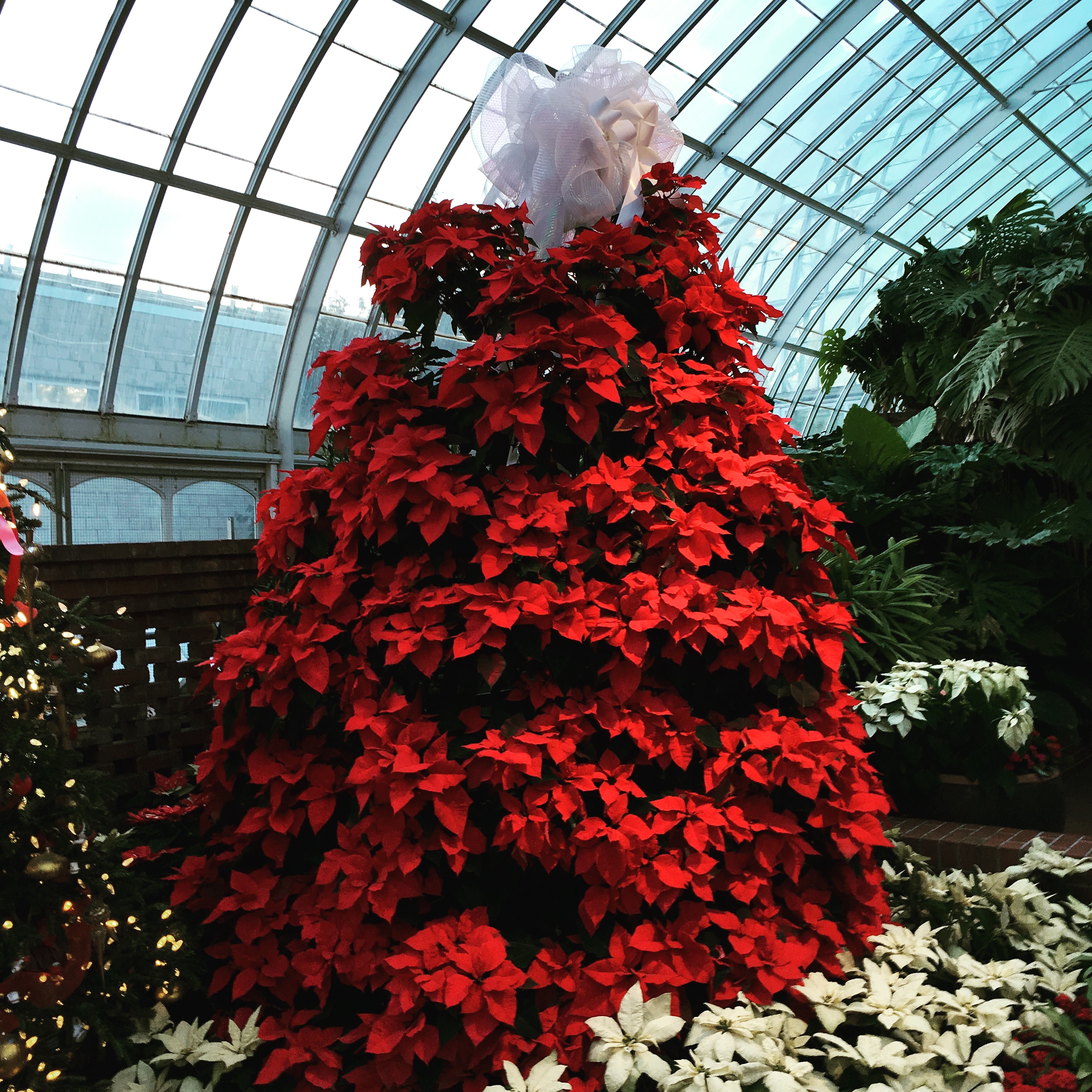 Poinsettia Tree - Phipps Conservatory